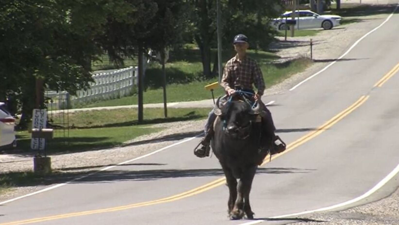 Utah couple turning heads by training water buffalo - Vimarsana News